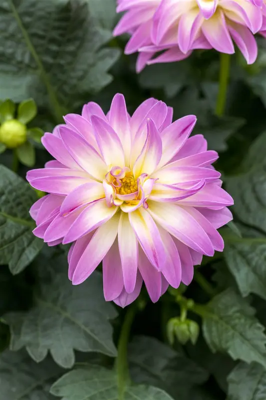 x 3 dahlia lumiere du soleil i - afbeelding 3