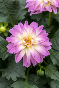 x 3 dahlia lumiere du soleil i - afbeelding 3