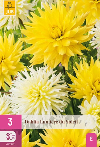 x 3 dahlia lumiere du soleil i