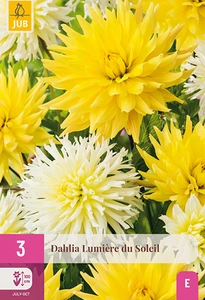 x 3 dahlia lumiere du soleil i