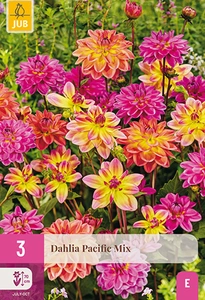 x 3 dahlia pacific mix i
