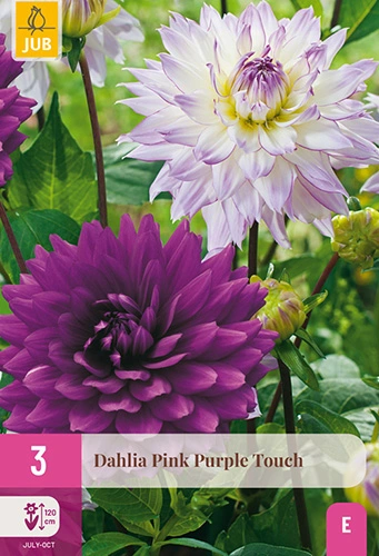 x 3 dahlia pink purple touch i
