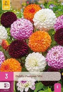 x 3 dahlia pompon mix i