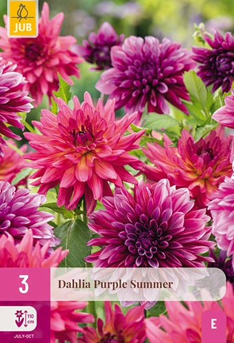 x 3 dahlia purple summer i