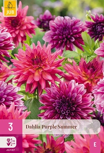 x 3 dahlia purple summer i