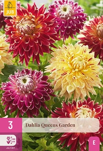 x 3 dahlia queens garden i
