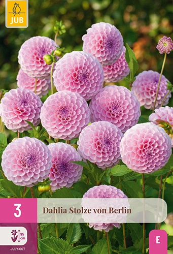 x 3 dahlia stolze von berlin i