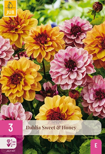 x 3 dahlia sweet & honey i