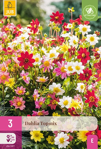 x 3 dahlia topmix i
