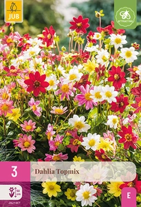 x 3 dahlia topmix i