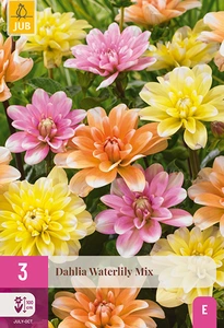 x 3 dahlia waterlily mix i