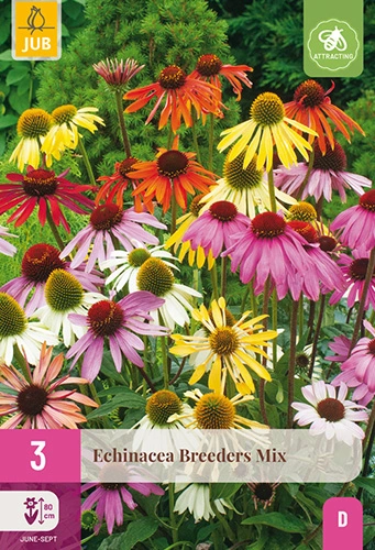 x 3 echinacea breeders mix i