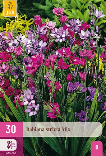 x 30 babiana stricta mix 5/+