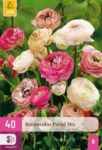 x 40 ranunculus pastel mix vj-nj 5/6