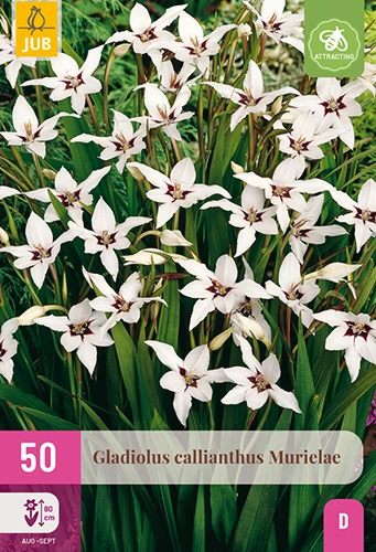 x 50 gladiolus callianthus murielae 6/8