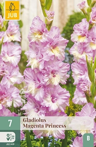 x   7 gladiolus magenta princess 12/14