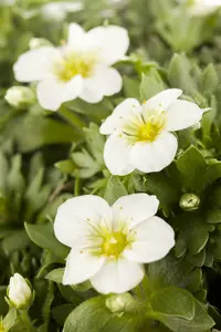 saxifraga arendsii P9 - afbeelding 2