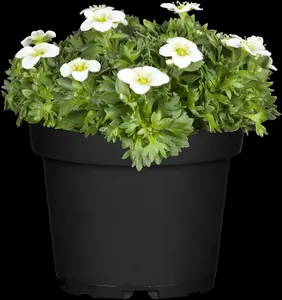 saxifraga arendsii P9 - afbeelding 5