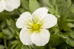 saxifraga arendsii P9 - afbeelding 3
