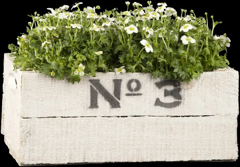 saxifraga arendsii P9 - afbeelding 4