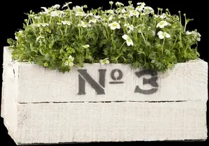 saxifraga arendsii P9 - afbeelding 4