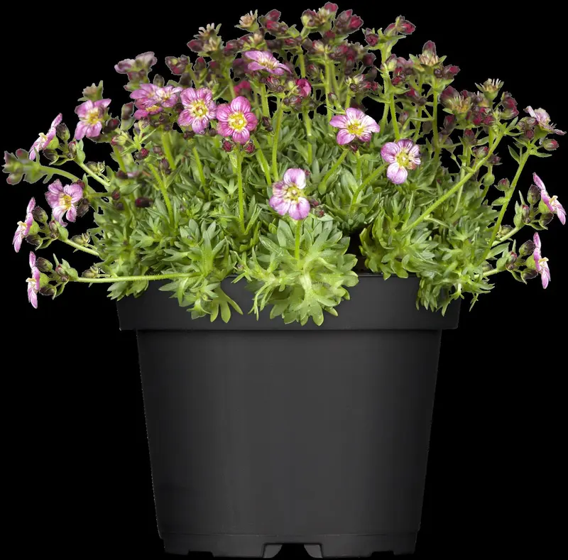 saxifraga arendsii P9 - afbeelding 5