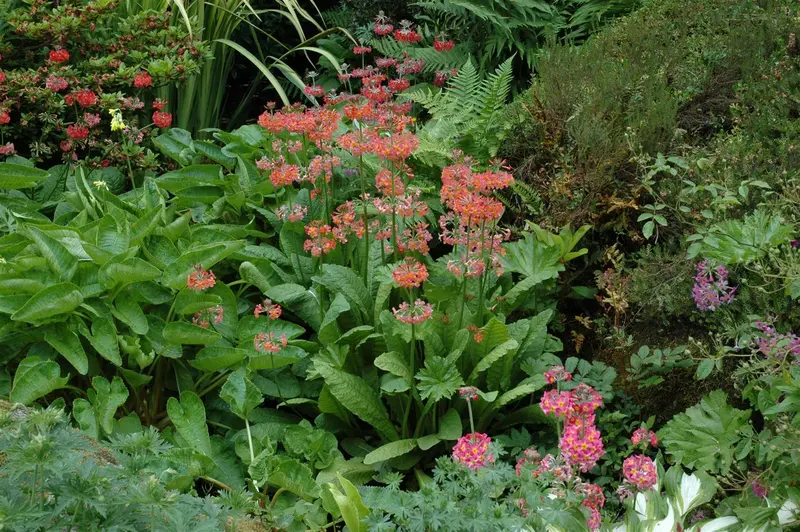 primula bulleesiana ( moerheimii) P9
