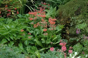 primula bulleesiana ( moerheimii) P9