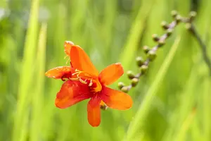 crocosmia crocosmiiflora P9 - afbeelding 5