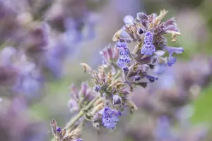 nepeta faassenii P9 - afbeelding 5