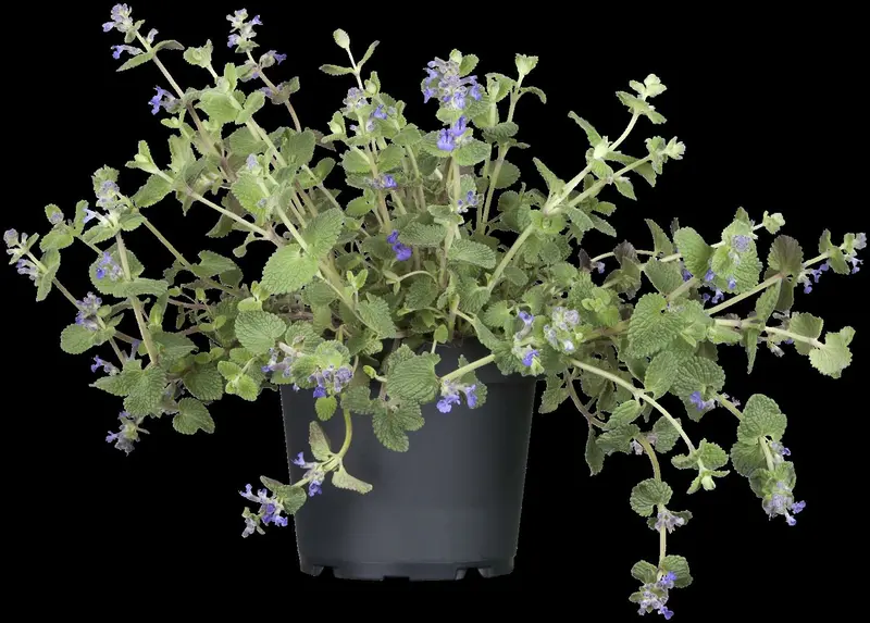nepeta faassenii P9 - afbeelding 4