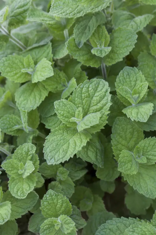 mentha rotundifolia P9 - afbeelding 2
