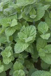 mentha rotundifolia P9 - afbeelding 2