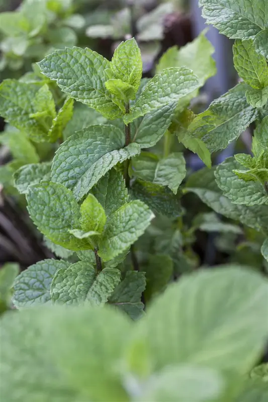 mentha rotundifolia P9 - afbeelding 3