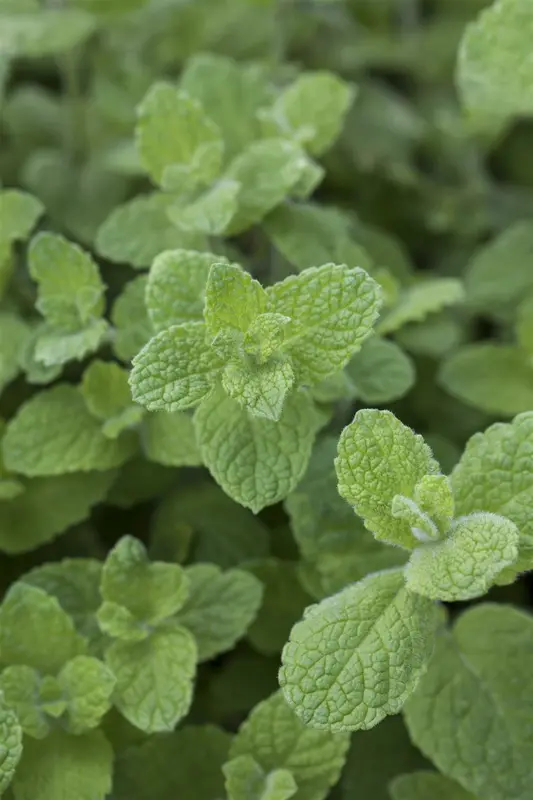 mentha rotundifolia P9 - afbeelding 5