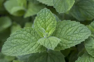 mentha rotundifolia P9 - afbeelding 5