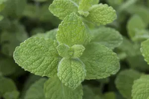 mentha rotundifolia P9 - afbeelding 4
