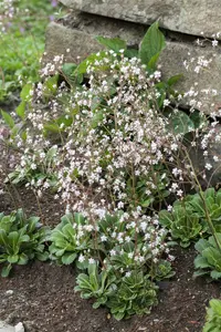 saxifraga urbium P9 - afbeelding 3