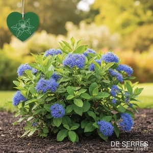 Ceanothus griseus 'Yankee Point'® C (25- 30)