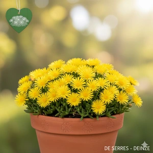 Delosperma congestum 'Yellow' P10.5