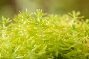 Yellow Cushion - afbeelding 5