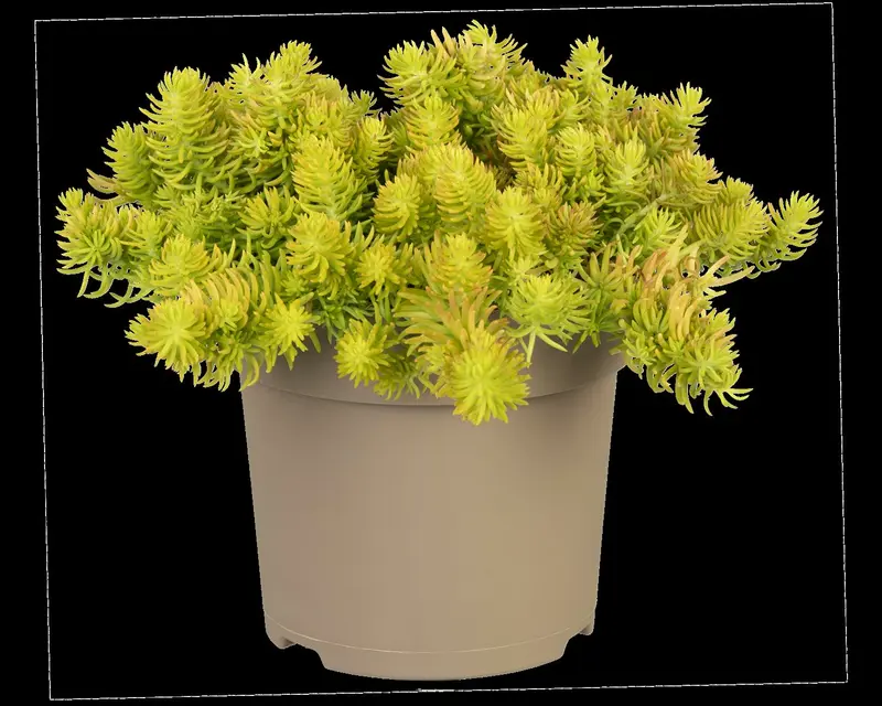 Yellow Cushion - afbeelding 4