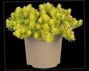 Yellow Cushion - afbeelding 4