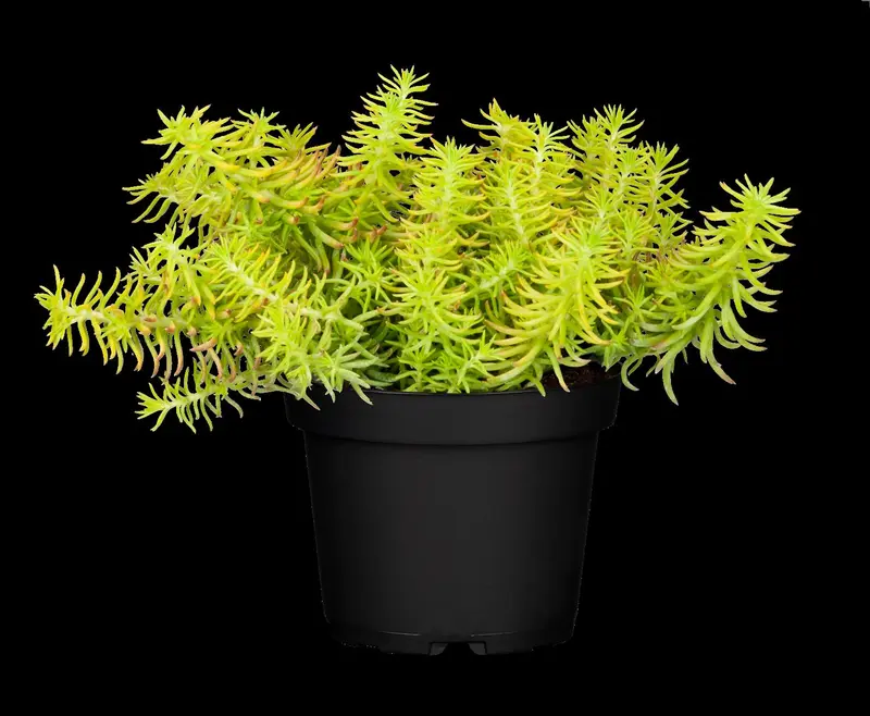 Yellow Cushion - afbeelding 3