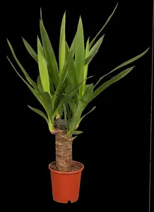 yucca elephantipes - afbeelding 1