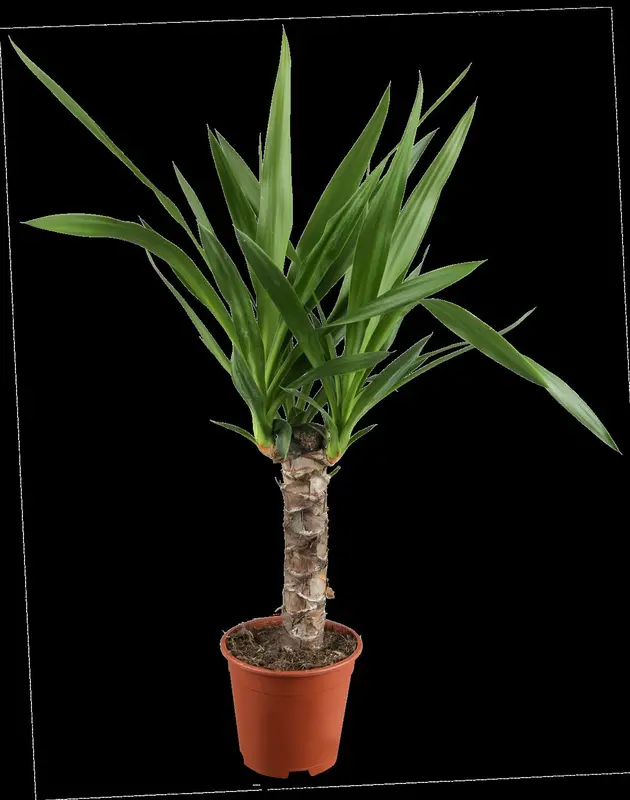 yucca elephantipes - afbeelding 2