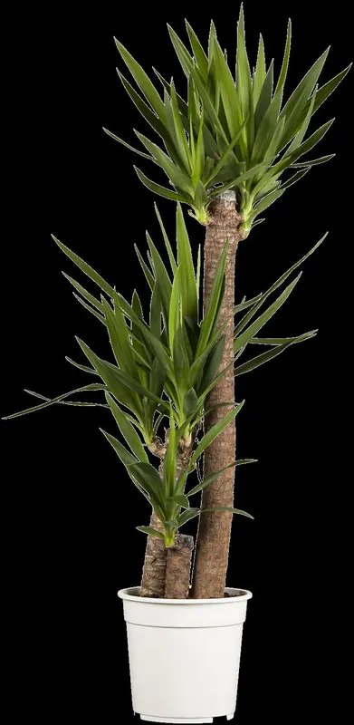 yucca elephantipes - afbeelding 5