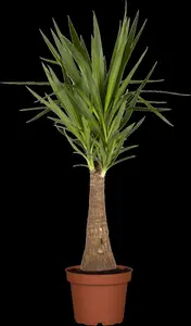 yucca elephantipes - afbeelding 4