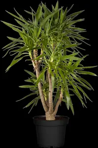 yucca elephantipes - afbeelding 3