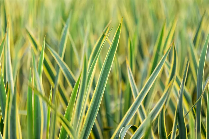 Yucca fil. 'Bright Edge' 30- 40   C - afbeelding 2